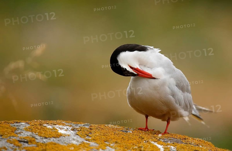 Common Tern (Sterna hirundo) preening, Farne Islands, United Kingdom