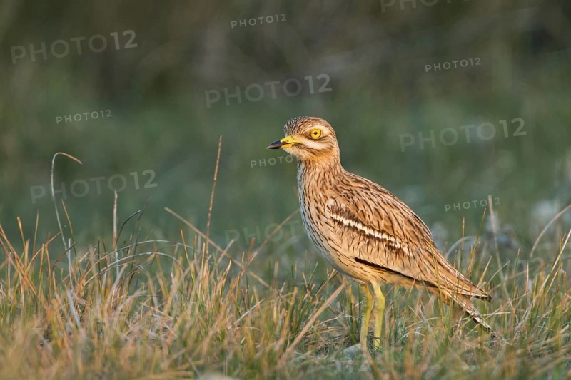 Eurasian Stone-curlew (Burhinus oedicnemus) in field, Dalmatia, Croatia