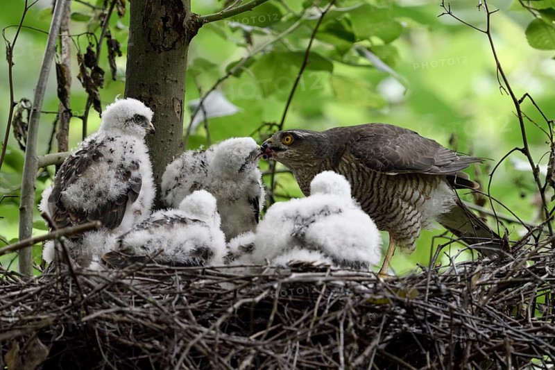 Eurasian Sparrowhawk (Accipiter nisus) with chicks in nest, North Rhine-Westphalia, Germany