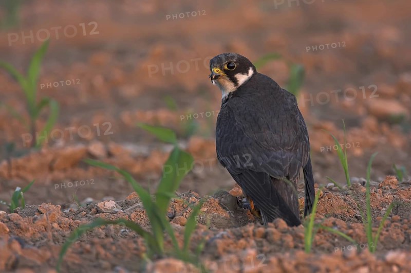 Eurasian Hobby (Falco subbuteo), Oman