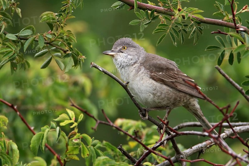 Barred Warbler (Sylvia nisoria), Saxony-Anhalt, Germany