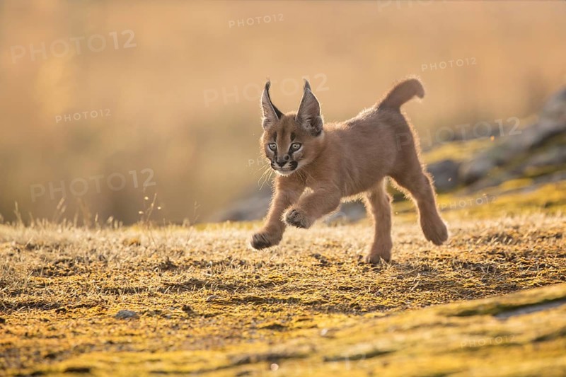 Caracal (Caracal caracal) cub running and jumping, Castile-La Mancha, Spain