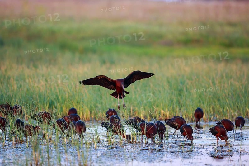 Glossy Ibis (Plegadis falcinellus) group foraging, Lesvos, Greece