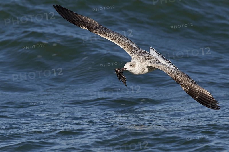 Great Black-backed Gull (Larus marinus) juvenile flying with Common Starling (Sturnus vulgaris) prey in beak, North Sea, Germany