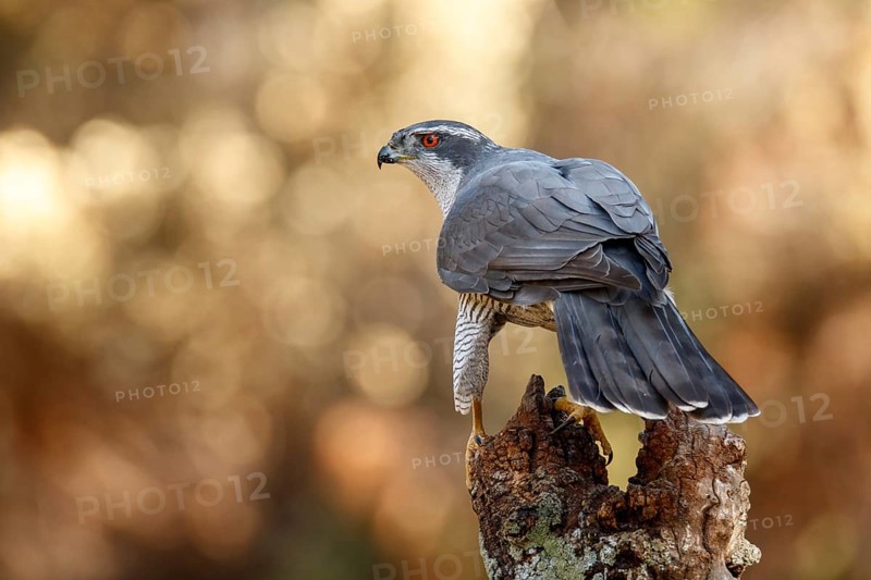 Northern Goshawk (Accipiter gentilis), adult male, Castile and Leon, Spain
