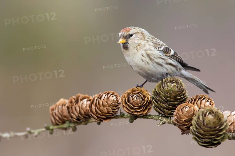 Common Redpoll (Acanthis flammea), Poland