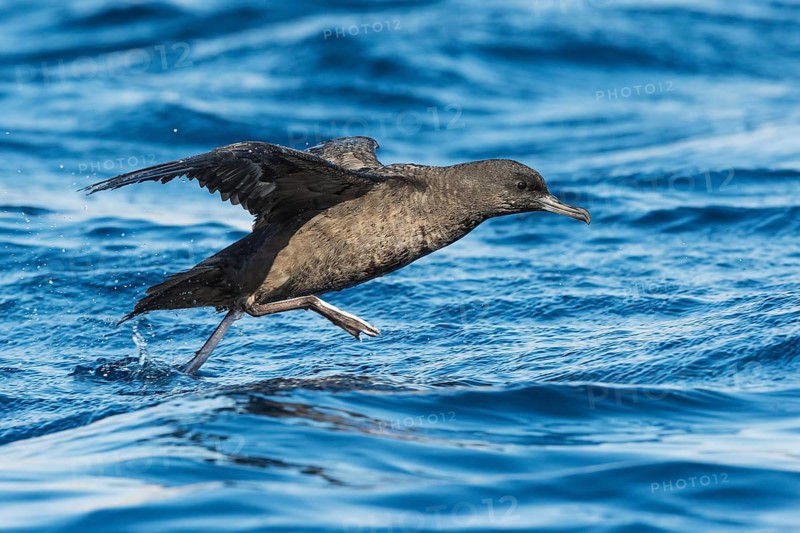 Sooty Shearwater (Ardenna grisea) flying, Eilat, Israel