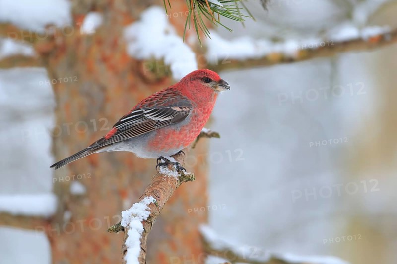 Pine Grosbeak (Pinicola enucleator) male perched on a branch, Lapland, Finland