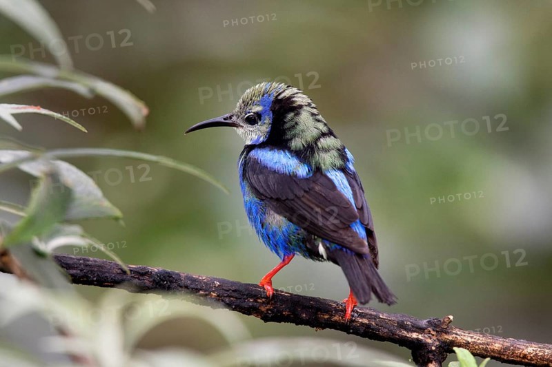Red-legged Honeycreeper Cyanerpes cyaneus San Jose, Costa Rica 7 November Immature Male molting into adult plumage. Thraupidae