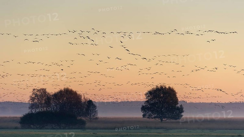 Taiga Bean Goose & Greater White-fronted Goose (Anser fabalis & Anser albifrons) huge flock flying, Lower Saxony, Germany