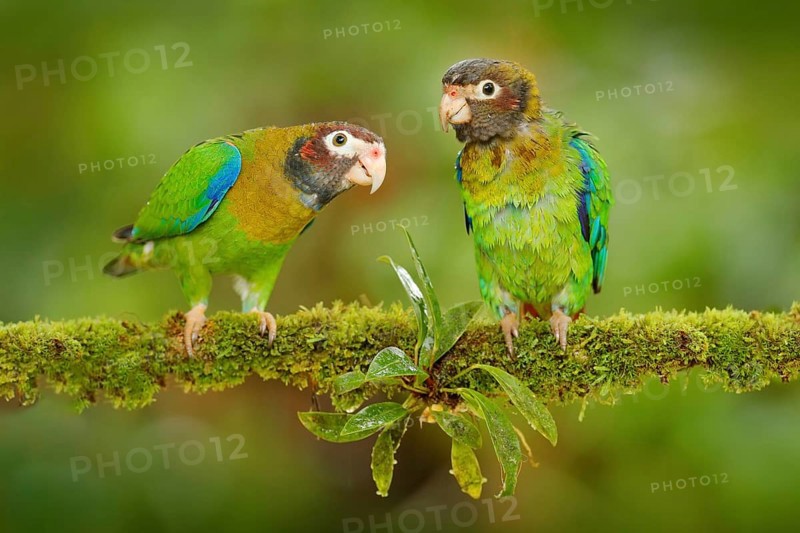 Costa Rica wildlife, two parrots. Brown-hooded Parrot, Pionopsitta haematotis, portrait of light green parrot with brown head