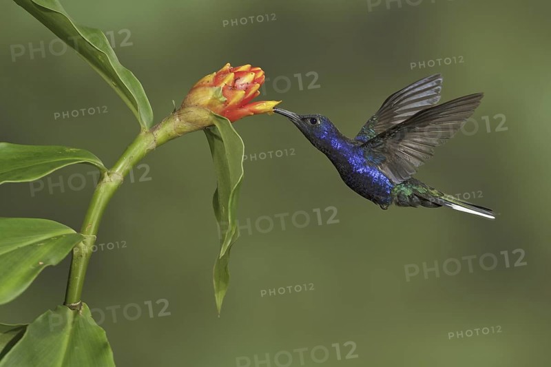 Violet Sabrewing (Campylopterus hemileucurus), Costa Rica