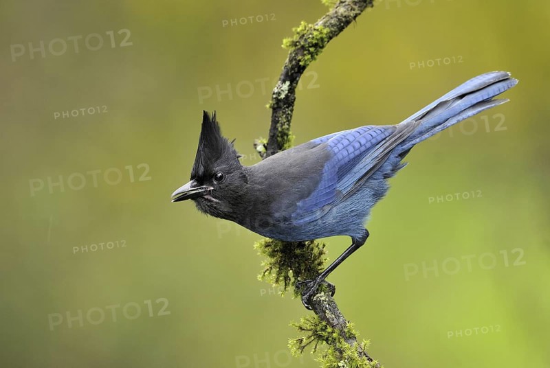 Steller's Jay (Cyanocitta stelleri), British Columbia, Canada