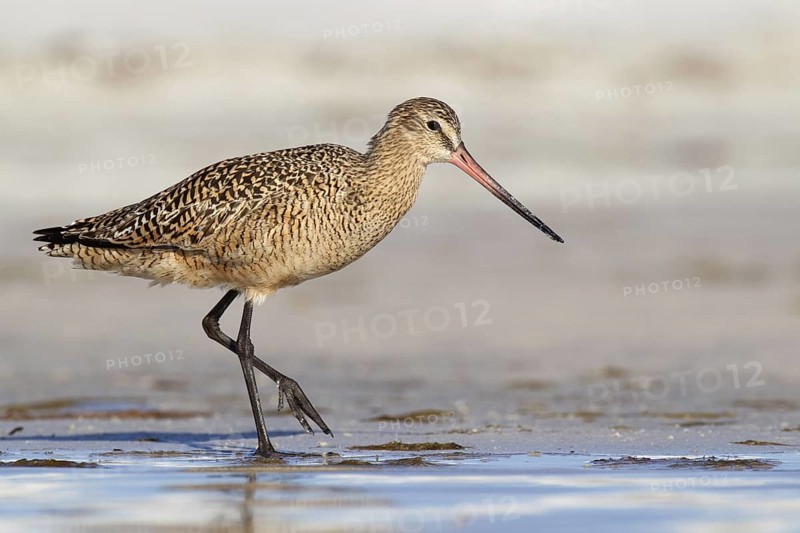 Marbled Godwit (Limosa fedoa), Florida, USA