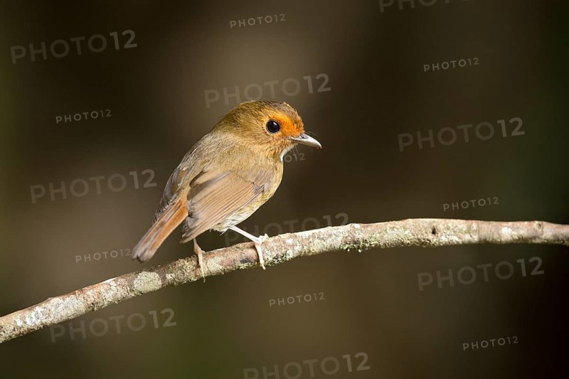 Rufous-browed Flycatcher (Anthipes solitaris), Pahang, Malaysia