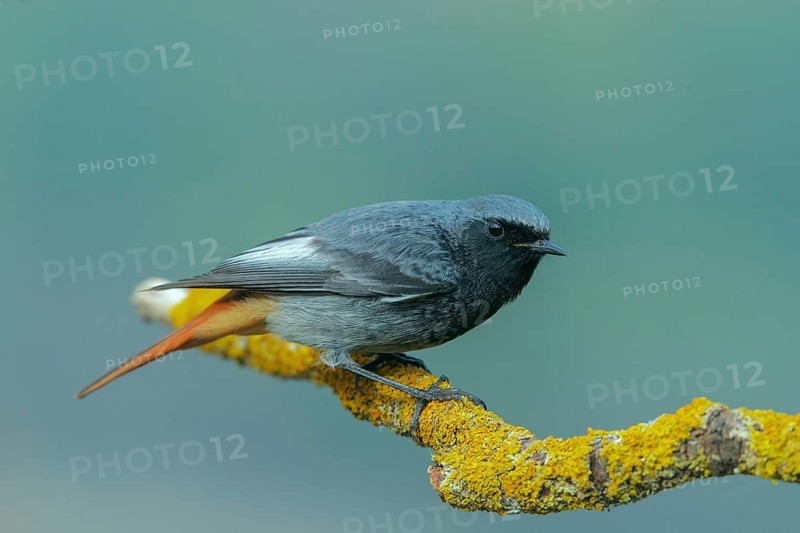 Black Redstart (Phoenicurus ochruros) male, Abruzzo, Italy