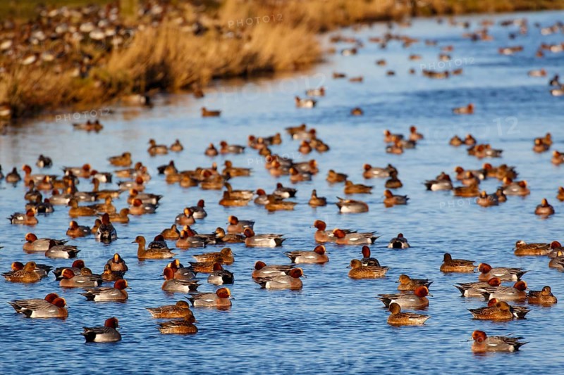 Eurasian Wigeon (Mareca penelope) group, Netherlands