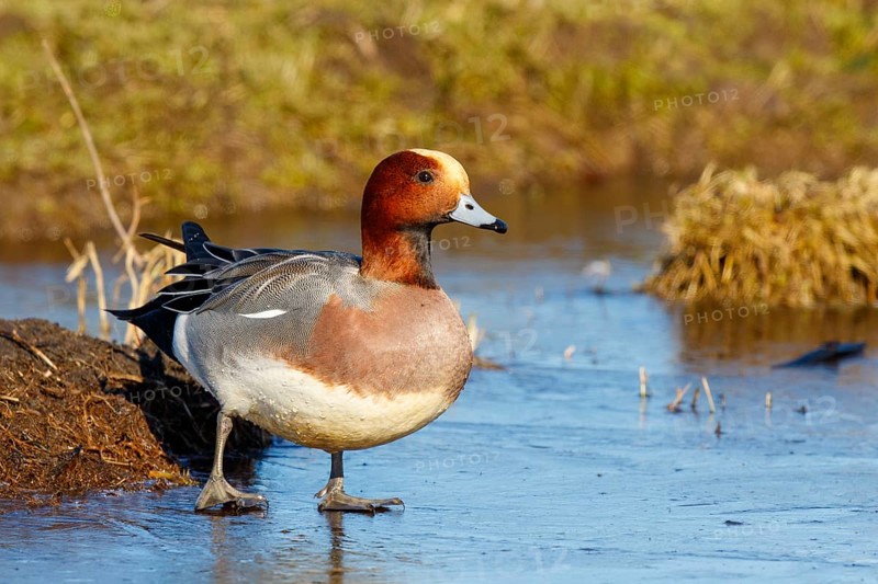 Eurasian Wigeon (Mareca penelope) male on ice, Netherlands