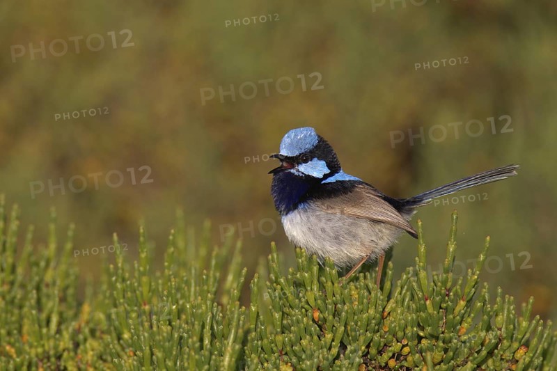 Superb Fairywren (Malurus cyaneus) male, Victoria, Australia