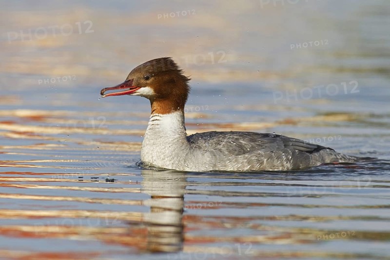 Common Merganser (Mergus merganser) female, Mecklenburg-Western Pomerania, Germany