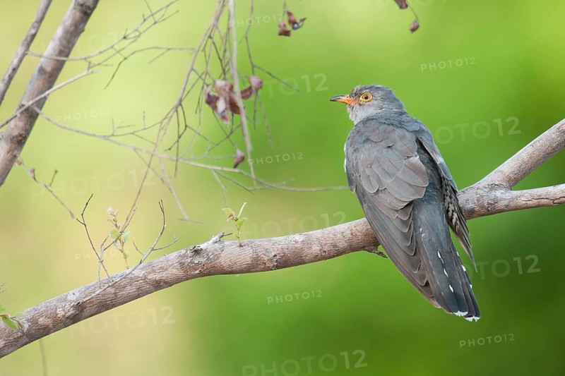 African Cuckoo (Cuculus gularis), Mpumalanga, South Africa