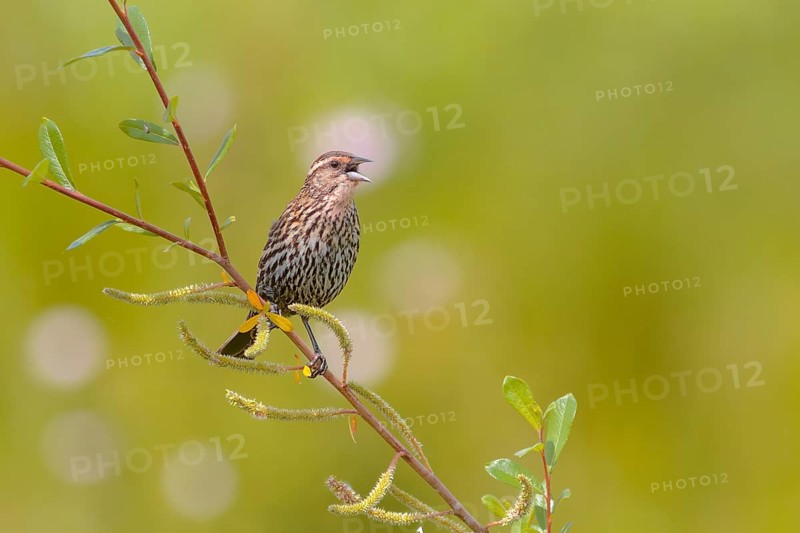 Red-winged Blackbird (Agelaius phoeniceus) female, Washington, USA