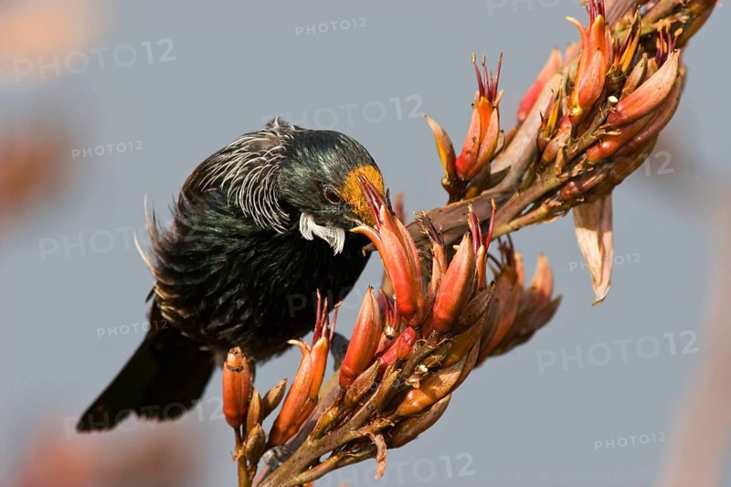 Tui on flax flowers