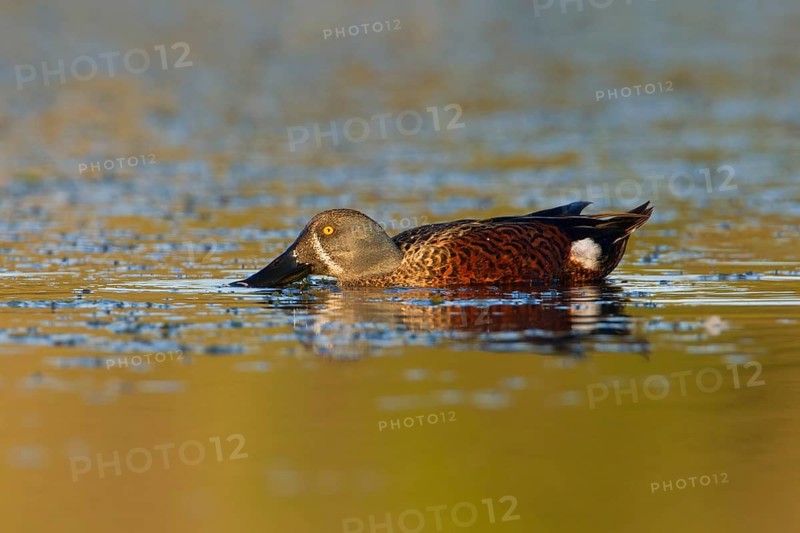 Australasian Shoveler (Spatula rhynchotis) male, Victoria, Australia