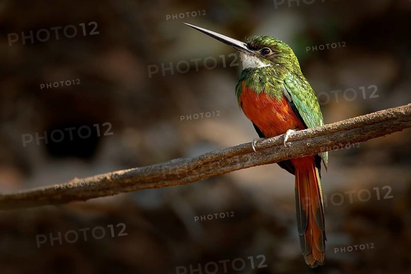 Rufous-tailed Jacamar, Galbula ruficauda, green and orange bird with long bill sitting on the tree branch, bird in the nature habitat, Baranco Alto, Pantanal, Brazil. Wildlife scene from river