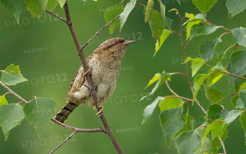 Wendehals (Jynx torquilla)