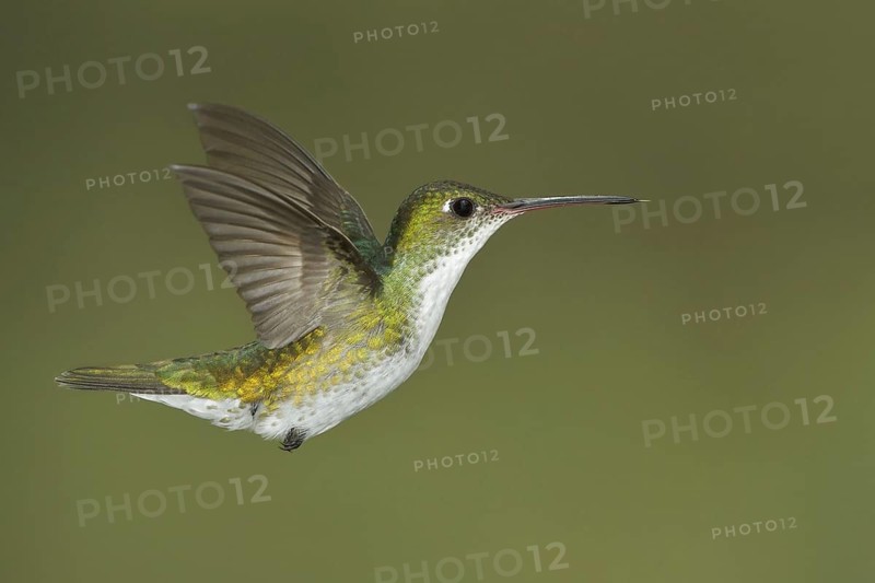 White-bellied Hummingbird (Amazilia chionogaster), Abra Patricia Protected Area, Peru