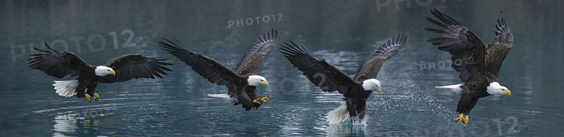 Bald Eagle (Haliaeetus leucocephalus) catching fish, Alaska, USA, composite image