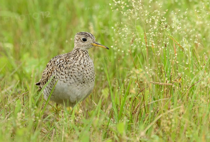 Upland Sandpiper (Bartramia longicauda) perched in a meadow, Texas, USA