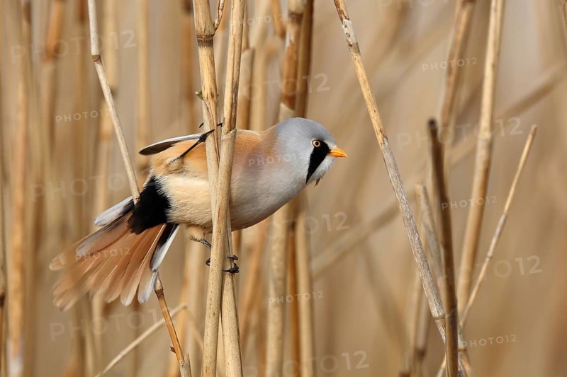 Bearded Reedling (Panurus biarmicus) male perched in reedbed, Mecklenburg-Western, Pomerania, Germany