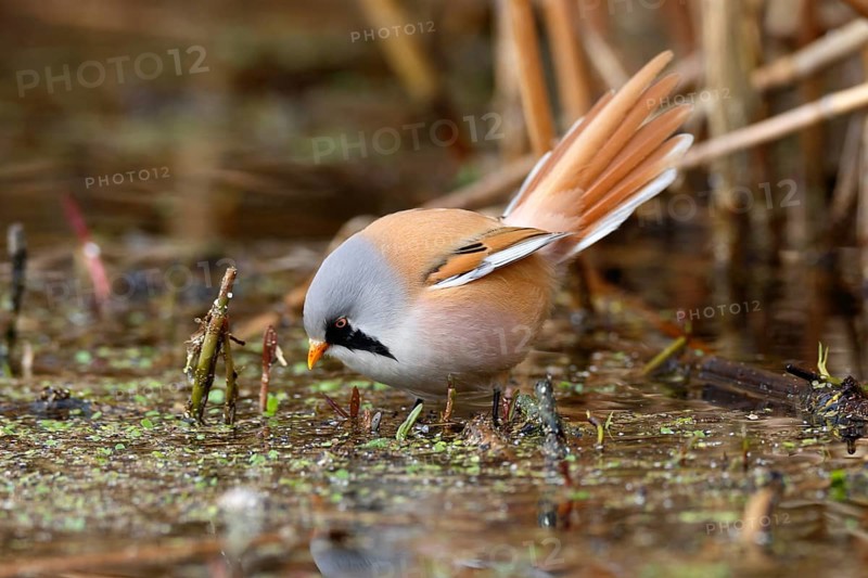 Bearded Reedling (Panurus biarmicus) male foraging in reedbed, Mecklenburg-Western, Pomerania, Germany