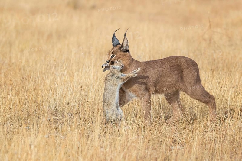 Caracal (Caracal caracal) adult hunting Iberian Hare (Lepus granatensis), Castile-La Mancha, Spain