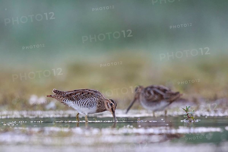Common Snipe (Gallinago gallinago) foraging, North Rhine-Westphalia, Germany