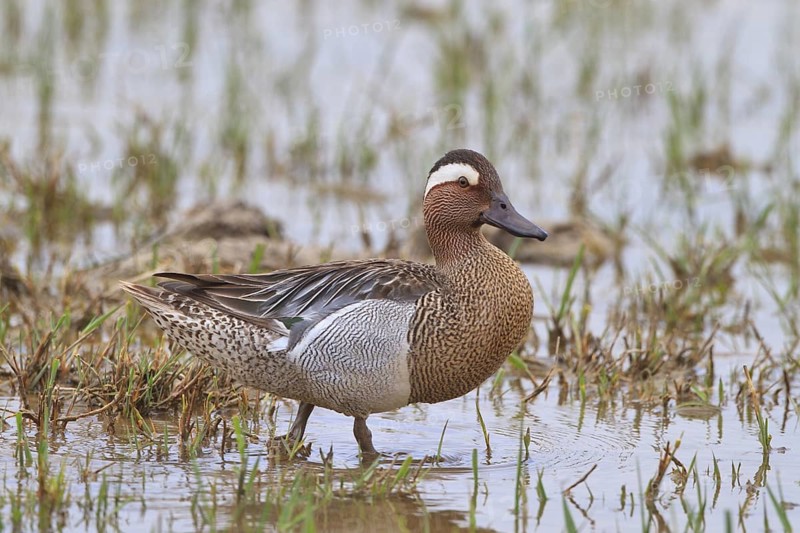Garganey (Spatula querquedula) male, Mallorca, Spain