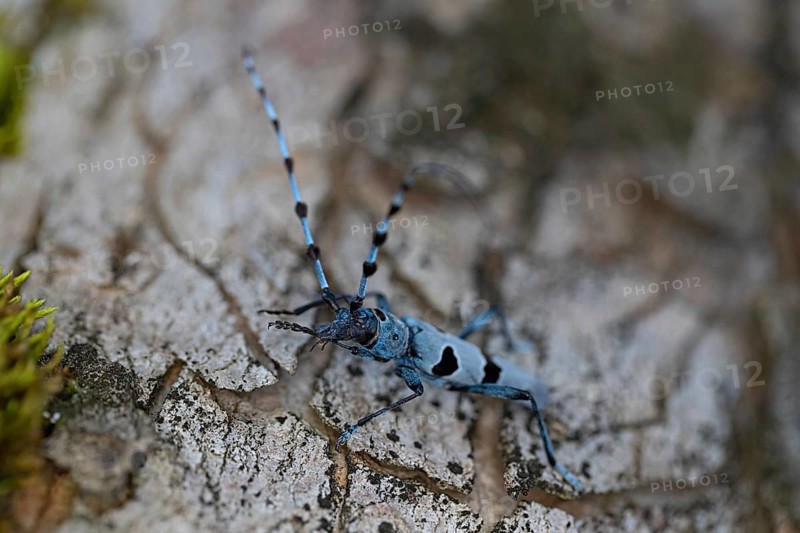 Rosalia Longicorn (Rosalia alpina) close-up on tree trunk, Bavaria, Germany