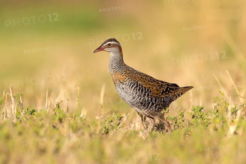 Buff-banded Rail (Gallirallus philippensis) female, Victoria, Australia