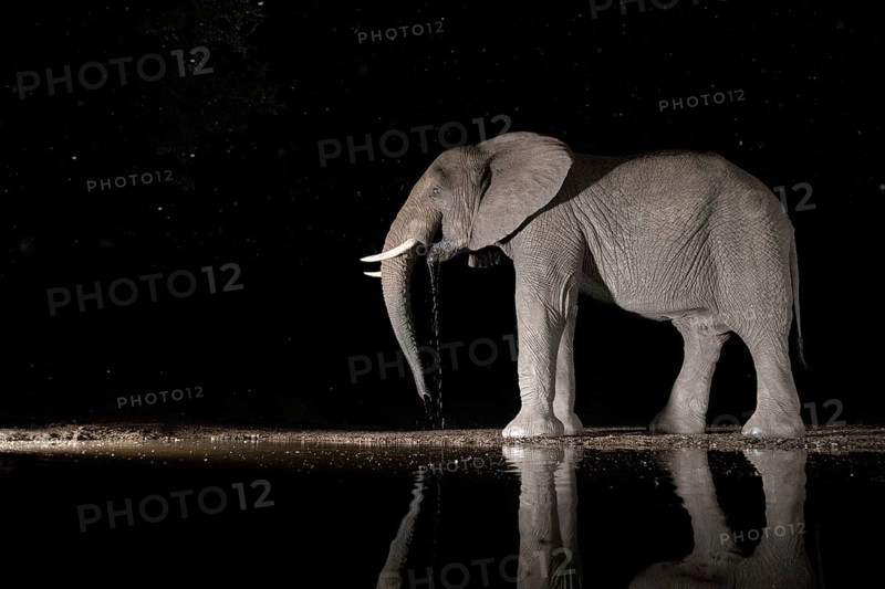 African elephant (Loxodonta africana) lonely bull drinking at waterhole at night, South Africa