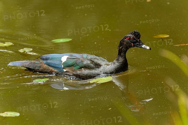 Adulte männliche Moschusente (Cairina moschata)
