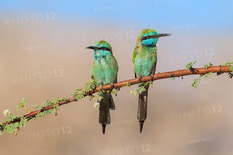 Green Bee-eater (Merops orientalis) pair, Eilat, Israel