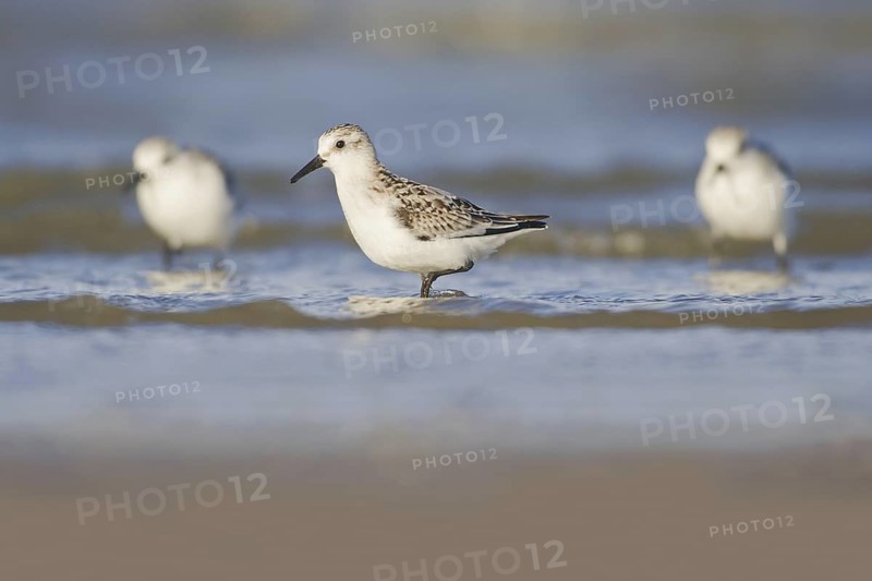 Sanderling (Calidris alba), Donna Nook Nature Reserve Norfolk, United Kingdom