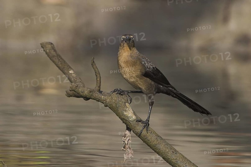 Common Grackle (Quiscalus quiscula), Costa Rica