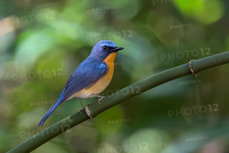Hill Blue Flycatcher (Cyornis banyumas) male, Doi Ang Khang, Thailand
