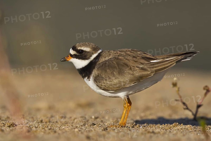 Common Ringed Plover (Charadrius hiaticula) foraging, North Rhine-Westphalia, Germany