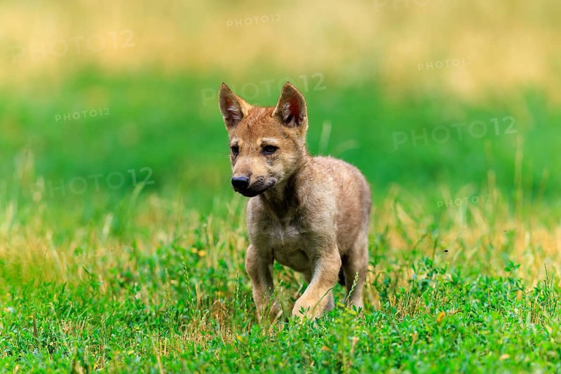 An attentive wolf pup standing on green grass, Timberwolf, wolf, American wolf, (Canis lupus lycaon), pup, Germany