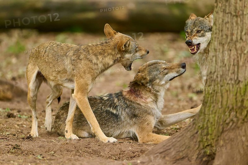 Wolf (Canis lupus), two standing wolves communicating aggressively with a sitting wolf, Germany