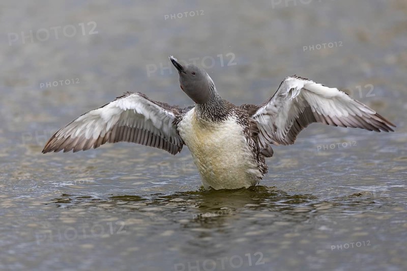 Red-throated diver (Gavia stellata) Feather care on the water, Aventdalen, Longyearbyen, Spitsbergen, Svalbard
